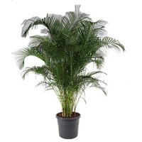Kategorie <b>Produkt ohne Kategoriezuordnung </b> - Dypsis Lutescens 34 cm Topf 190 cm Höhe