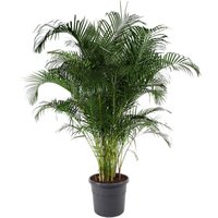 Kategorie <b>Produkt ohne Kategoriezuordnung </b> - Dypsis Lutescens 40 cm Topf 200 cm Höhe