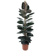 Kategorie <b>Produkt ohne Kategoriezuordnung </b> - Ficus Abidjan 2pp 27 cm Topf 170 cm Höhe