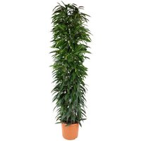 Kategorie <b>Produkt ohne Kategoriezuordnung </b> - Ficus Alli King zuil 29 cm Topf 150 cm Höhe