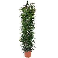 Kategorie <b>Produkt ohne Kategoriezuordnung </b> - Ficus Alli King zuil 32 cm Topf 180 cm Höhe