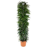 Kategorie <b>Produkt ohne Kategoriezuordnung </b> - Ficus Alli King zuil 35 cm Topf 200 cm Höhe
