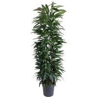 Kategorie <b>Produkt ohne Kategoriezuordnung </b> - Ficus Amstel King zuil 27 cm Topf 150 cm Höhe