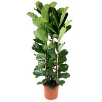 Kategorie <b>Produkt ohne Kategoriezuordnung </b> - Ficus Lyrata 3pp 40 cm Topf 180 cm Höhe
