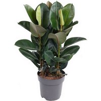 Kategorie <b>Produkt ohne Kategoriezuordnung </b> - Ficus Robusta 3pp 33 cm Topf 140 cm Höhe