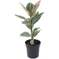 Kategorie <b>Produkt ohne Kategoriezuordnung </b> - Ficus Tineke 1pp 19 cm Topf 70 cm Höhe