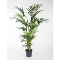 Kategorie <b>Produkt ohne Kategoriezuordnung </b> - Howea Forsteriana 10 stekken 31 cm Topf 180 cm Höhe