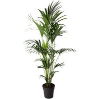 Kategorie <b>Produkt ohne Kategoriezuordnung </b> - Howea Forsteriana 6 stekken 19 cm Topf 80 cm Höhe
