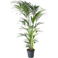 Kategorie <b>Produkt ohne Kategoriezuordnung </b> - Howea Forsteriana 8 stekken 27 cm Topf 140 cm Höhe