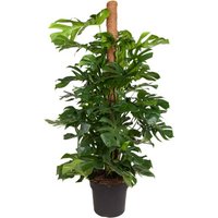 Kategorie <b>Produkt ohne Kategoriezuordnung </b> - Monstera Deliciosa mosstok 19 cm Topf 80 cm Höhe