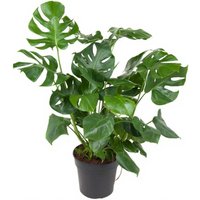 Kategorie <b>Produkt ohne Kategoriezuordnung </b> - Monstera Deliciosa struik 30 cm Topf 90 cm Höhe