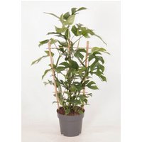 Kategorie <b>Produkt ohne Kategoriezuordnung </b> - Monstera Minima (op rek) 19 cm Topf 60 cm Höhe