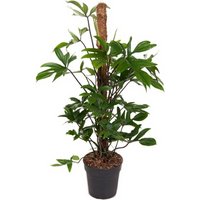 Kategorie <b>Produkt ohne Kategoriezuordnung </b> - Philodendron Pedatum mosstok 21 cm Topf 120 cm Höhe