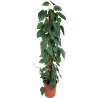Kategorie <b>Produkt ohne Kategoriezuordnung </b> - Philodendron Scandens mosstok 27 cm Topf 150 cm Höhe