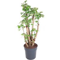 Kategorie <b>Produkt ohne Kategoriezuordnung </b> - Polyscias Balfouriana 24 cm Topf 100 cm Höhe