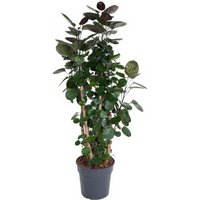 Kategorie <b>Produkt ohne Kategoriezuordnung </b> - Polyscias Fabian 19 cm Topf 70 cm Höhe