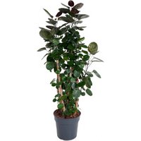 Kategorie <b>Produkt ohne Kategoriezuordnung </b> - Polyscias Fabian 21 cm Topf 80 cm Höhe