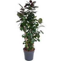 Kategorie <b>Produkt ohne Kategoriezuordnung </b> - Polyscias Fabian 27 cm Topf 130 cm Höhe