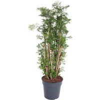 Kategorie <b>Produkt ohne Kategoriezuordnung </b> - Polyscias Hawaiiana Ming 31 cm Topf 140 cm Höhe