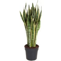 Kategorie <b>Produkt ohne Kategoriezuordnung </b> - Sansevieria Laurentii 17 cm Topf 60 cm Höhe