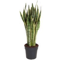 Kategorie <b>Produkt ohne Kategoriezuordnung </b> - Sansevieria Laurentii 21 cm Topf 80 cm Höhe