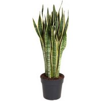 Kategorie <b>Produkt ohne Kategoriezuordnung </b> - Sansevieria Laurentii 24 cm Topf 80 cm Höhe
