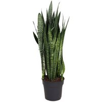 Kategorie <b>Produkt ohne Kategoriezuordnung </b> - Sansevieria Zeylanica 17 cm Topf 60 cm Höhe