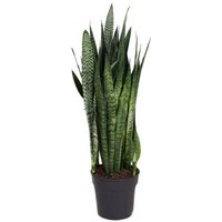 Kategorie <b>Produkt ohne Kategoriezuordnung </b> - Sansevieria Zeylanica 27 cm Topf 90 cm Höhe