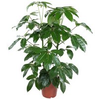 Kategorie <b>Produkt ohne Kategoriezuordnung </b> - Schefflera Amata 2pp 24 cm Topf 110 cm Höhe