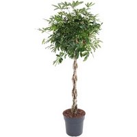 Kategorie <b>Produkt ohne Kategoriezuordnung </b> - Schefflera Compacta gevlochten Stamm 27 cm Topf 140 cm Höhe