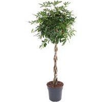 Kategorie <b>Produkt ohne Kategoriezuordnung </b> - Schefflera Compacta gevlochten Stamm 31 cm Topf 160 cm Höhe