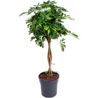 Kategorie <b>Produkt ohne Kategoriezuordnung </b> - Schefflera Gold Capella gevlochten Stamm 31 cm Topf 160 cm Höhe