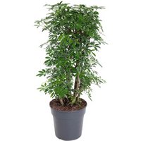 Kategorie <b>Produkt ohne Kategoriezuordnung </b> - Schefflera Luseana 2ft 27 cm Topf 90 cm Höhe