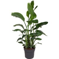 Kategorie <b>Produkt ohne Kategoriezuordnung </b> - Strelitzia Nicolai 24 cm Topf 110 cm Höhe