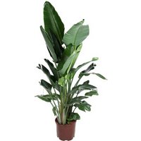 Kategorie <b>Produkt ohne Kategoriezuordnung </b> - Strelitzia Nicolai import 40 cm Topf 180 cm Höhe