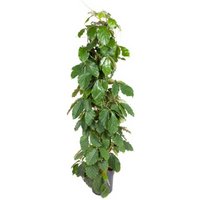 Kategorie <b>Produkt ohne Kategoriezuordnung </b> - Tetrastigma voineranum zuil 27 cm Topf 150 cm Höhe