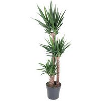 Kategorie <b>Produkt ohne Kategoriezuordnung </b> - Yucca 120-90-45 31 cm Topf 180 cm Höhe