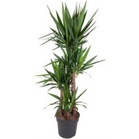 Kategorie <b>Produkt ohne Kategoriezuordnung </b> - Yucca 120-90-60-30 34 cm Topf 170 cm Höhe