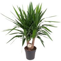 Kategorie <b>Produkt ohne Kategoriezuordnung </b> - Yucca verzweigt 2+arm 24 cm Topf 110 cm Höhe