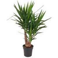 Kategorie <b>Produkt ohne Kategoriezuordnung </b> - Yucca verzweigt 3/4arm 21 cm Topf 90 cm Höhe