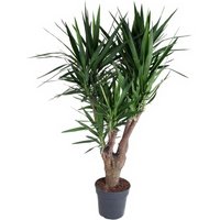 Kategorie <b>Produkt ohne Kategoriezuordnung </b> - Yucca verzweigt 4arm 27 cm Topf 120 cm Höhe