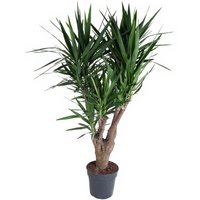 Kategorie <b>Produkt ohne Kategoriezuordnung </b> - Yucca verzweigt 4arm 34 cm Topf 160 cm Höhe