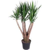 Kategorie <b>Produkt ohne Kategoriezuordnung </b> - Yucca verzweigt 5arm 40 cm Topf 180 cm Höhe