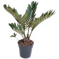 Kategorie <b>Produkt ohne Kategoriezuordnung </b> - Zamia Furfuracea 21 cm Topf 90 cm Höhe