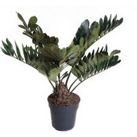 Kategorie <b>Produkt ohne Kategoriezuordnung </b> - Zamia Furfuracea 24 cm Topf 80 cm Höhe