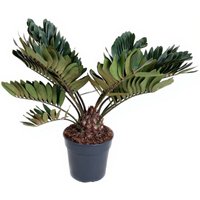 Kategorie <b>Produkt ohne Kategoriezuordnung </b> - Zamia Furfuracea 27 cm Topf 110 cm Höhe