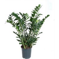 Kategorie <b>Produkt ohne Kategoriezuordnung </b> - Zamioculcas 27 cm Topf 100 cm Höhe