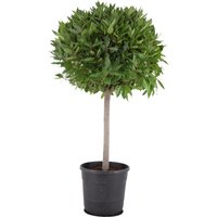 Kategorie <b>Produkt nicht gewünscht </b> - Laurus nobilis Kugel auf Stamm 120 cm Höhe 65 cm Durchmesser