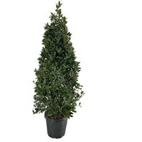 Kategorie <b>Produkt nicht gewünscht </b> - Laurus nobilis Pyramide 170 cm Höhe 60 cm Durchmesser