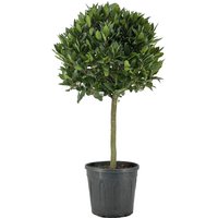 Kategorie <b>Produkt nicht gewünscht </b> - Laurus nobilis Kugel auf Stamm 120 cm Höhe 60 cm Durchmesser